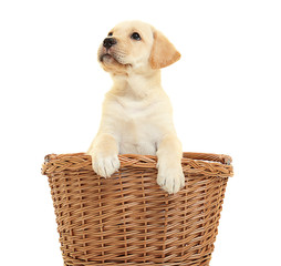 Wall Mural - Cute labrador retriever puppy in wicker basket on white background