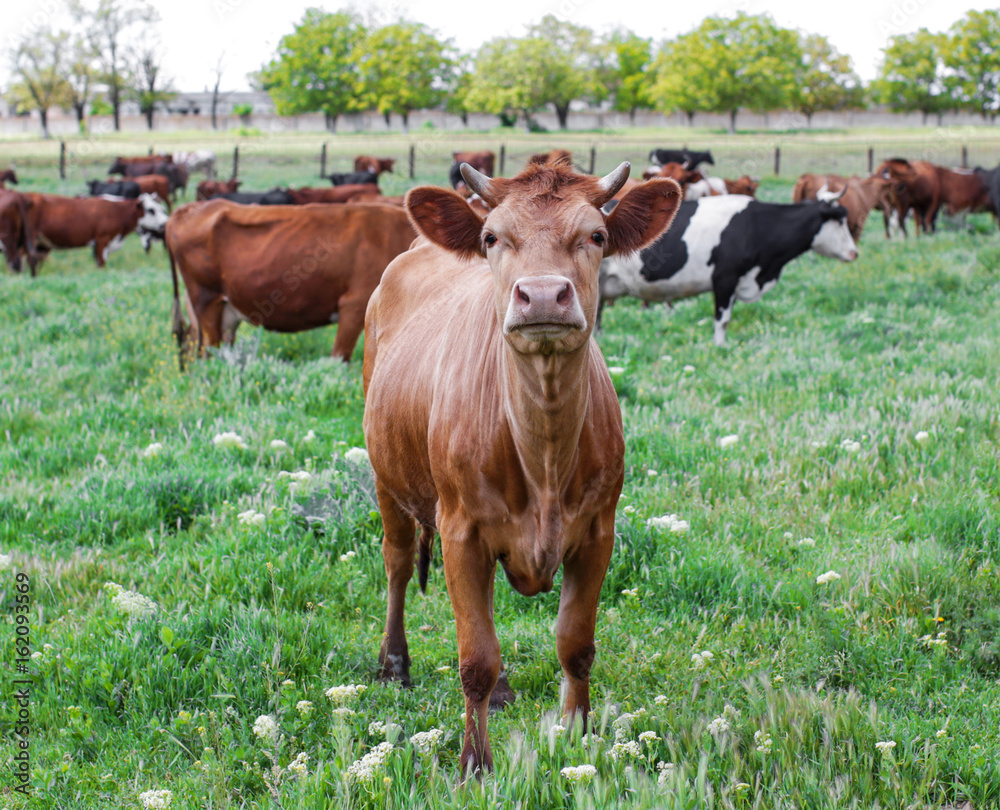 Herd of cattle grazing on green lawn