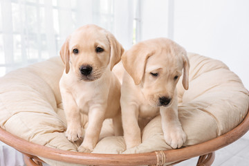 Sticker - Cute labrador retriever puppies on lounge at home