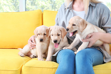 Wall Mural - Young woman with cute labrador retriever puppies sitting on sofa at home