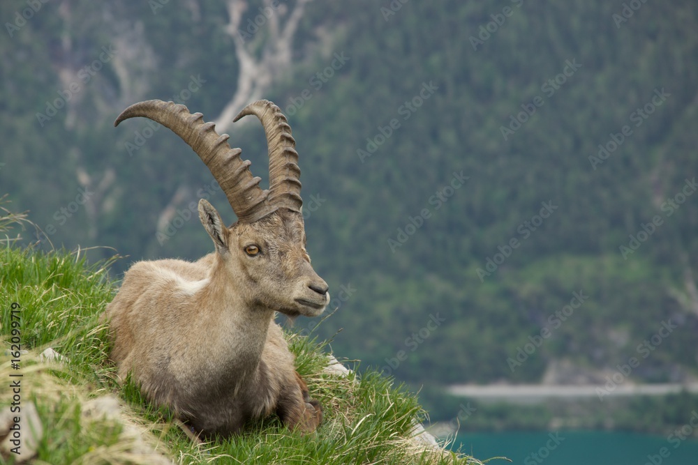 Alpensteinbock auf einer Wiese über dem Achensee