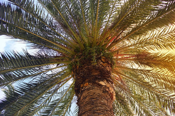 Wall Mural - Palm tree in sunset rays view from below.