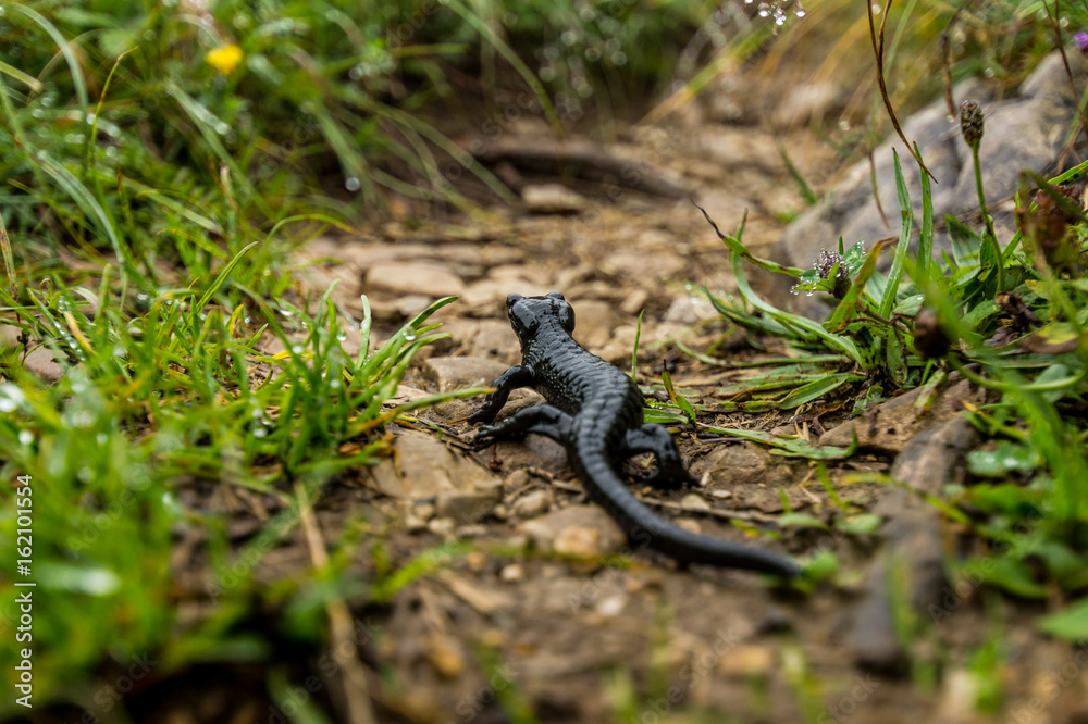 Schwarzer Alpensalamander auf feuchtem Untergrund