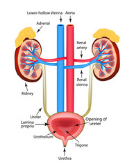 Wall Mural - The structure of the kidneys, the adrenal gland and the bladder. Infographics. Vector illustration on isolated background