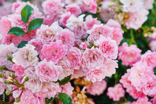 ladne-kolorowe-roze-w-ogrodzie