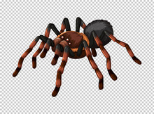 Wild Spider On Transparent Background