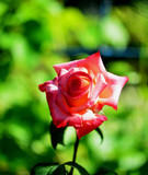 Fototapeta  - Róża, różyczka, Miloś