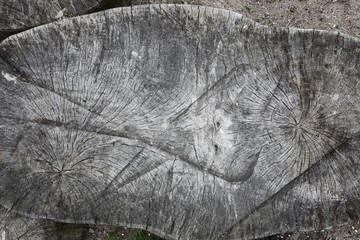 Old wooden stump with veins