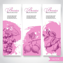 Farm Fresh Berries Banners. Hand Drawn Branches With Berries. Black Currant, Gooseberries And Rose Hip On Rough Pink Watercolor Paint Background With White Splashes. Vector Berries Illustration.