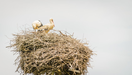 Wall Mural - A couple of White Storks sit on a nest made on a utility pole