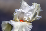 Iris closeup