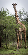 Giraffe Behind Tree On Savanna In Amboseli Park