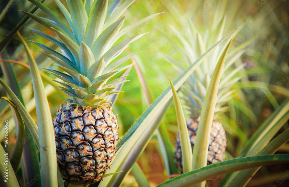 Pineapple tropical fruit growing in garden. space for texture - obrazy, fototapety, plakaty 