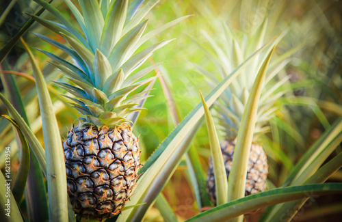 Fototapeta Ananas  ananas-owoce-tropikalne-rosnace-w-ogrodzie-miejsce-na-teksture
