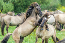 Wild Konik Horses Fighting In The Netherlands Oostvaardersplassen