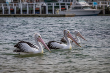 Three Pelicans On The Water Looking To The Right With Pier In The Background