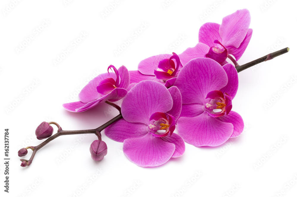 Pink orchid on the white background. - obrazy, fototapety, plakaty 
