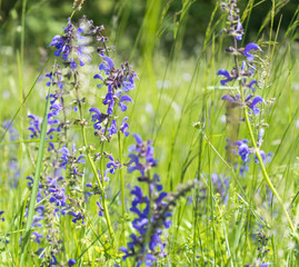 Wall Mural - meadow clary flowers