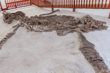Fossilised Specimen Of Kronosaurus In El Fosil Museum Near Villa De Leyva In Colombia
