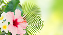 Tropical Fresh Flowers And Leaves - Banner Of Fresh Hibiscus And Frangipani Flowers And Exotic Palm Leaves On Green Bokeh Background