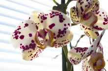 Flower Orchids