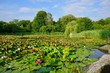 Nymphaea ( water lilies) - waterlily.  Aquatic vegetation, water plants