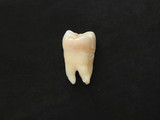 Fototapeta Desenie - Closeup single real tooth on black background. healthy teeth.