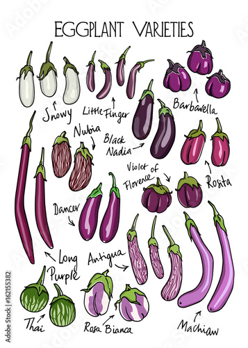 Eggplant varieties print Stock Vector | Adobe Stock