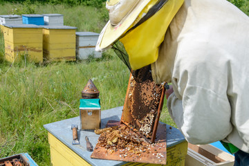 Wall Mural - Beekeeper cuts beyond larvae of bees male. Apiculture.