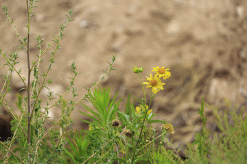 Two last yellow chrysanthemum coronarium