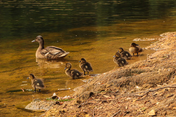 Wall Mural - mother duck and her baby ducklings in a lake