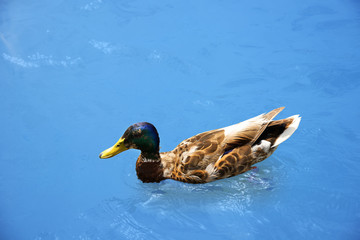 Duck with beautiful feathers floats on cool water in the summer day