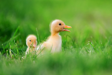 Wall Mural - Two little duckling on green grass