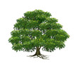 Beautiful tree on a white background