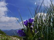 dzwonek alpejski fioletowy w Tatrach