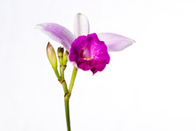 Bamboo Orchid On White
