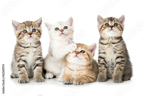  Plakat koty   cztery-kocieta
