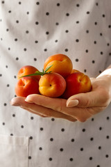 Wall Mural - Feminine hands cook holding tasty fresh fruits apricots. Closeup.