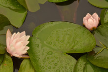 Lotus Flower Lily Pad Pond
