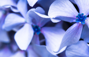 Wall Mural - beautiful macro close up of bunch of blue violet petals of hydrangea flower on green blurred background texture pattern