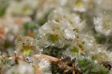 Flowering Paronychia plant or nailwort