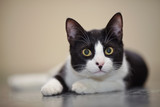 Fototapeta Koty - Portrait of the black-and-white cat