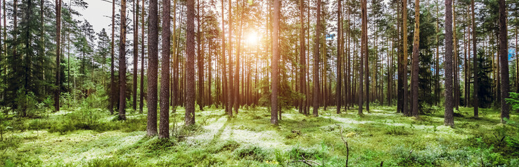 Sticker - wild trees in forest