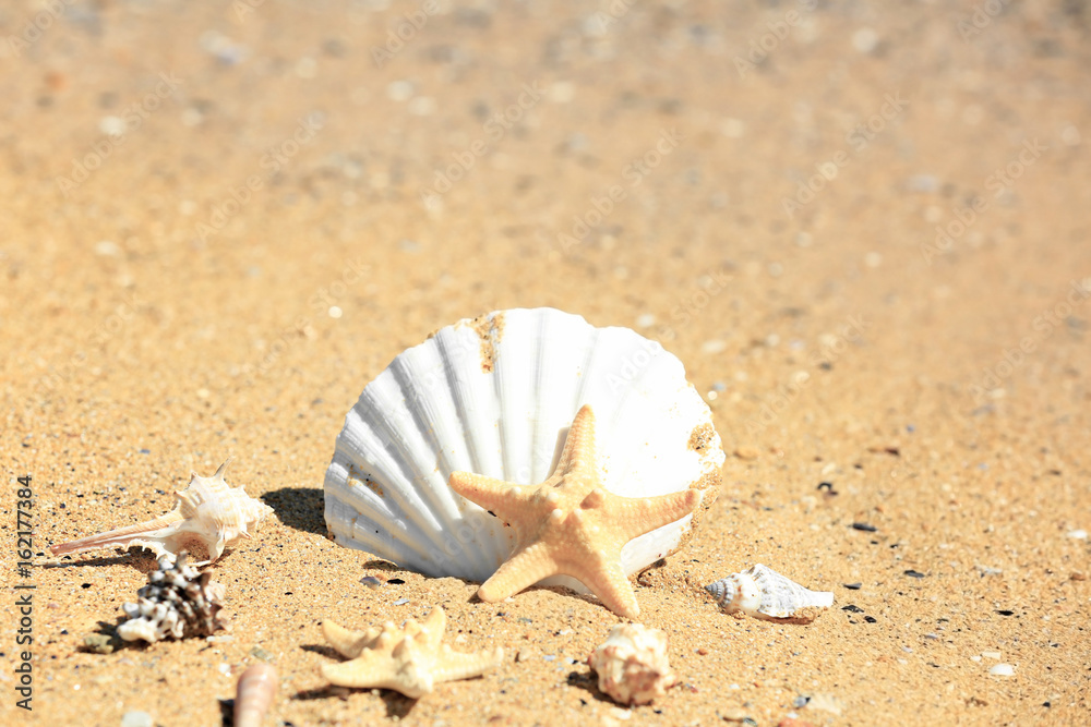 Shells and starfish on sand at sea shore. Vacation concept