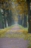 Fototapeta  - Misty avenue with old oak trees