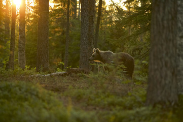 european brown bear (ursus arctos) in boreal forest, taiga, finland