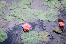 Water Lily Pond With Rain Drops