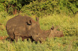 White Rhino mother and baby