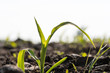Corn seedling close up in a field