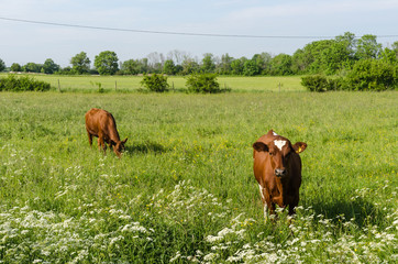 Countryside tranquil scene with two young cows